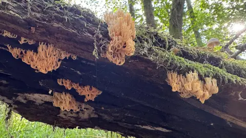 Russell Wynn / Wild New Forest Decaying fallen tree with several clumps of cream fungus growing on it.