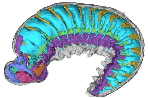 Emma J Long A colour-coded graphic created from an x-ray of a 520-million year-old insect