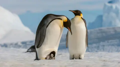 Getty images stand on two emperor Penguins ice. Penguin on the left has a girl in her feet.