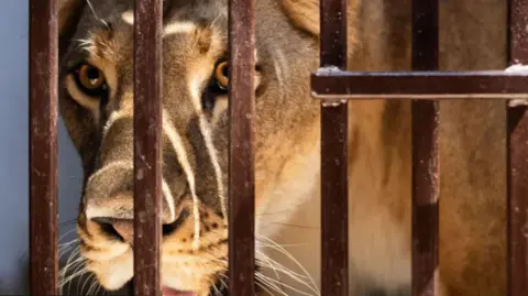 The Big Cat Sanctuary Yuna the lioness rescued from Kyiv