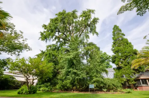 Rob Visser Photography Pohon ginkgo dengan bentuk yang tinggi dan menyebar dengan cabang -cabang yang meluas ke luar dan ke atas. Dedaunannya yang padat dan mengalir terdiri dari daun hijau cerah, berbentuk kipas. Pohon itu berdiri di taman yang terawat baik, dikelilingi oleh pohon-pohon lain dan rumah kaca di latar belakang.