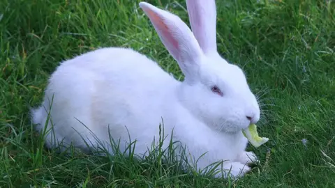 BBC White bunny rabbit sitting on grass eating lettuce.