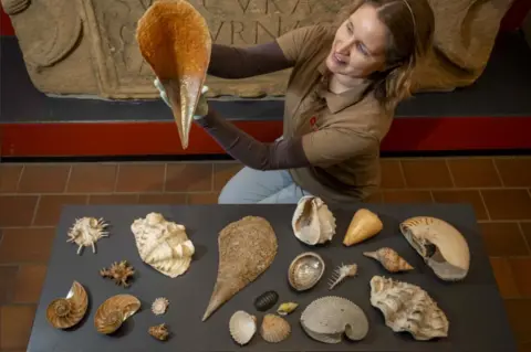 English Heritage Woman holds up a shell behind a display of different shells