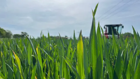 Ellen Knight/BBC A close up photograph of some ears of wheat, which are in focus in the foreground, with a red combine harvester out of focus in the background. Sunlit is coming through the wheat leaves, making them look slightly lighter green. The sky is blue and there's lots of sunshine. 