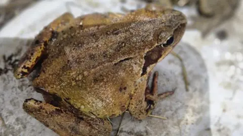 Melanie Selstrom A brown-coloured toad sitting on a white rock.