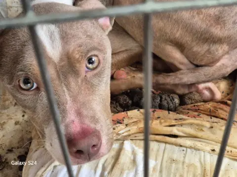 Nova the dog stares at the camera behind a filthy crate