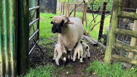 A sheep stands in a gateway in a small farm with her five lambs underneath her.
