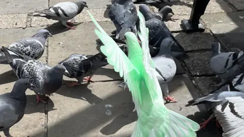 Ollie Conopo/BBC A green pigeon spreads its wings amongst lots of grey pigeons.