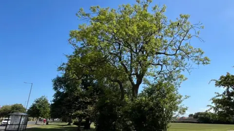 A crow can be seen perched on a branch on the top of a tree. A bus shelter is at the bottom left of the picture. It is a glorious day with a blue sky.