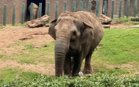 Belfast Zoo elephants