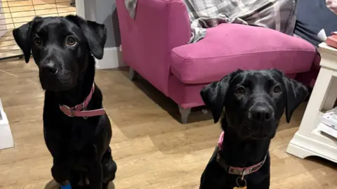 Marmite and Mojito, the two black Labradors which belong to Jenny Binfield. Both dogs are sat on their back legs and are wearing pink collars. 