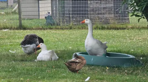 A paddling pool in an animal paddock, with one goose stood in it and other birds around it