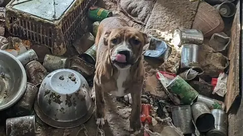 A brown and white dog with its tongue out is looking at the camera. The floor is covered with litter and empty dog food cans. 