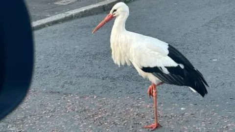 Jill Cummings A white and black stork with black feathers