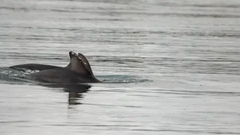 Ulster Wildlife The fins of two dolphins in the water of Strangford Lough