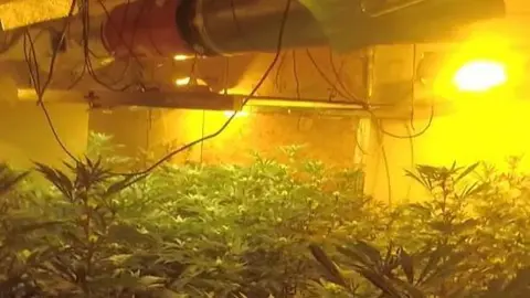 A cannabis farm inside a house, with equipment and lights hanging from the ceiling and plants everywhere