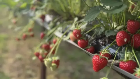 Clive's Fruit Farm Strawberries which are ready to be picked.