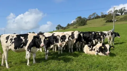 Cows in the field