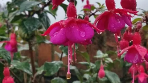 A close-up of bright pink and purply fuchsia flowers covered in droplets of rain. They are in sharp focus while green foliage in the background is on soft focus