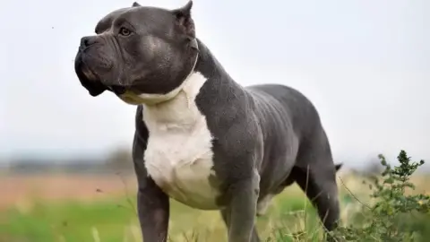 American bully best sale white rhino