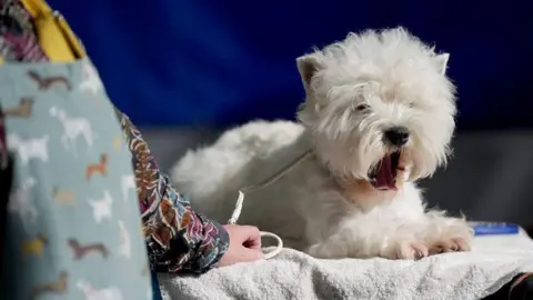 PA Media A West Highland White Terrier on the first day of the Crufts Dog Show at the National Exhibition Centre (NEC) in Birmingham. The dog has white fur and its mouth open, appearing to yawn. A person's arm can be seen, wearing a flower-design top.