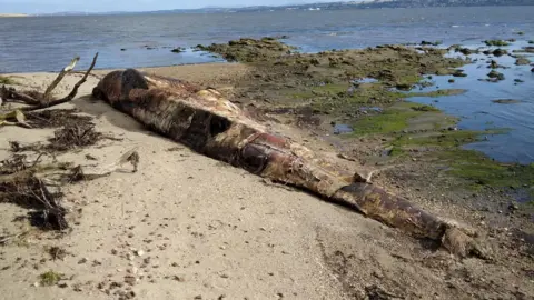 Fife Coast and Countryside Trust Large brown-coloured whale carcass on the shore next to the sea.