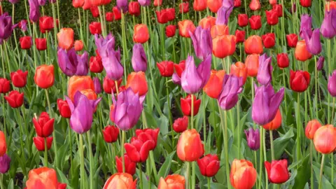 Burnby Hall Gardens and Museum An array of striking purple and red tulips in a flower bed with their green stems shooting out of the ground.