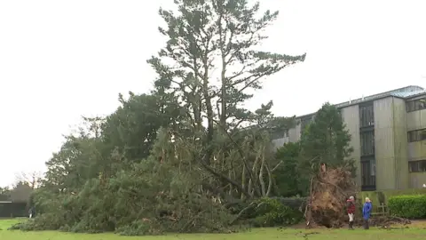 The picture shows a large tree that has been completely uprooted and toppled over onto a grassy area. The tree appears to be a conifer, and its roots are exposed, with soil clinging to them. The fallen branches are spread widely across the ground, creating a tangled mess of greenery. Behind the tree, there is a modern building with wooden cladding and several windows.