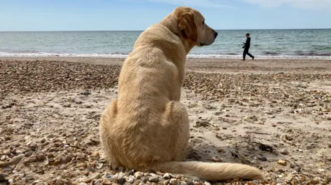 Rainbow Watcher A golden retriever sits on a beach looking to it's right. In the middle distance a young man walks along the waters edge wearing dark clothing. Waves can be seen gently lapping against the sand with pale blue skies above.