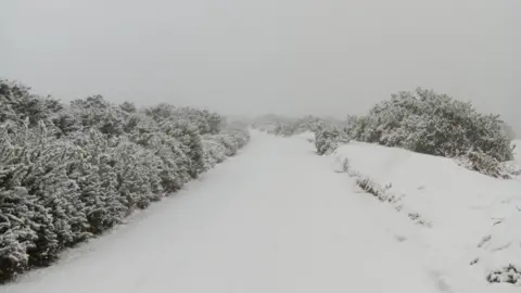 A road lined with hedges covered in snow.