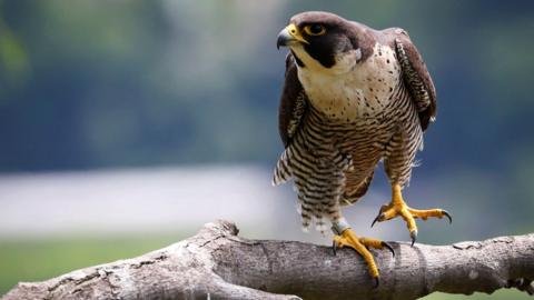 Peregrine falcon on a branch