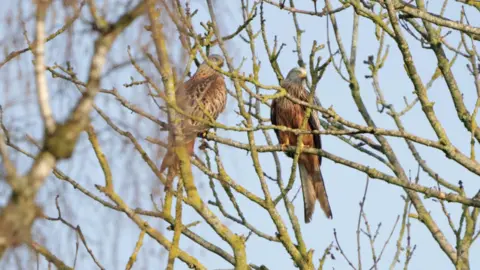 Peterborough Walks Two red kites sitting on a tree branch.