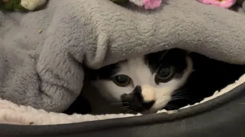 RSPCA A black and white cat looking at the camera, hiding under a grey fluffy blanket in a dark grey cat bed. 