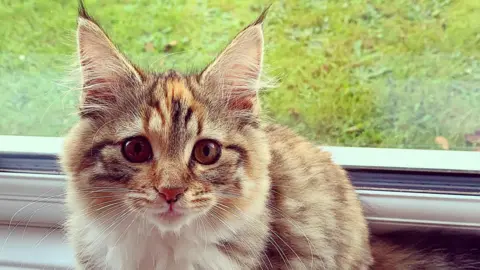 Carly Thomson Cleo, a Maine Coon cat with deep brown eyes, staring directly at the camera while sitting in front of a window.