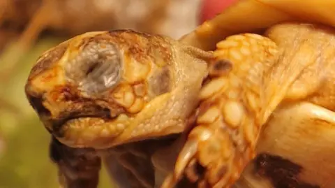 An image of a baby tortoise named Gulliver, believed to be a Testudo graeca, which is an endangered species.