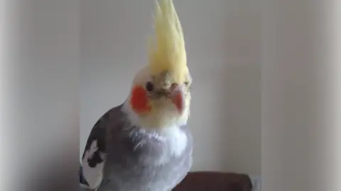A cockatiel pictured inside a room in a house. It is grey in colour mostly with yellow on top of its head.