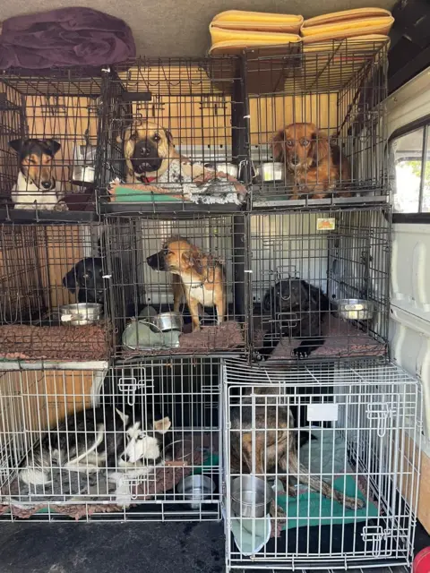 Animal and Plant Health Agency Pictures of dogs smuggled into the UK 