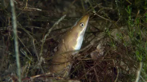 An eel in water. 