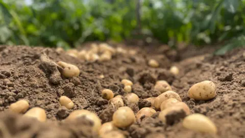 Loads of potatoes in the mud in a field.