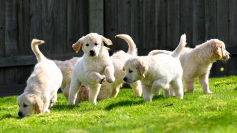 Stock image of golden retriever puppies