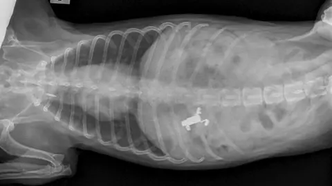 Pennard Vets An x-ray which shows a small white object inside a dog.