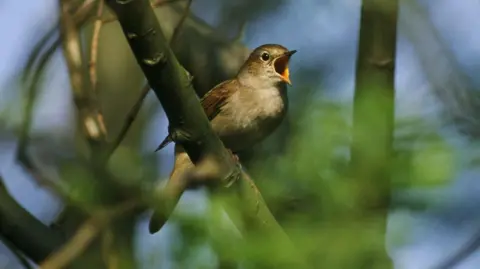 A nightingale in a tree