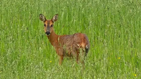 Joanna Kaczorowska A roe deer in a field 