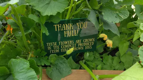 John Pickles Green plants with yellow flowers grown in a wooden planter at the HOPE Allotment on Orchard Park in Hull. Within the plants is a sign which reads "Thank you Hull. These flowers are grown in the compost produced from Hull's brown bins."