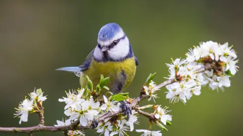 A blue tit perched on a branch of flowers.