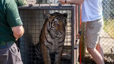 Woburn Safari Park A tiger, in a cage, looking out, with two people next to her, standing, but you can only see their legs. A fence is behind them. 