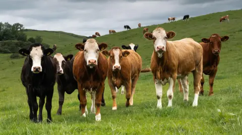 A herd of cattle in a green field, under a grey sky