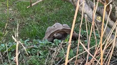 A photo of a tortoise