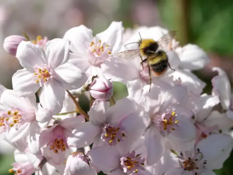 BBC Weather Watchers / Cloudy Bear Bee on a flower