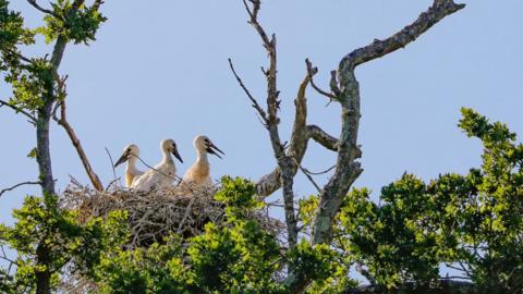 Stork fledglings in a nest at Knepp Castle